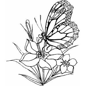 Flower Coloring Pages on Butterfly And Flower Coloring Pages Png