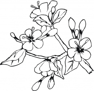 Coloring Pages Flowers on Easter Flower Coloring Pages  Beautiful Flower Coloring Sheet For
