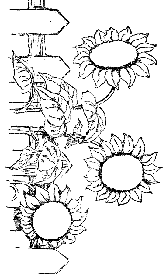 flower coloring pages. Sunflower Coloring Pages