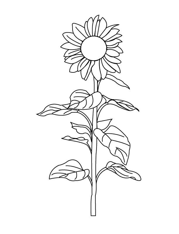 flower coloring pages for kids printable. Sunflower Coloring Pages