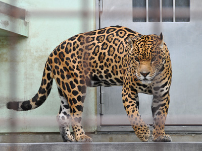 ジャガーの熟年夫婦＠<b>京都市動物園</b>:アジア逃避行 - Escape, Hideaway <b>...</b>
