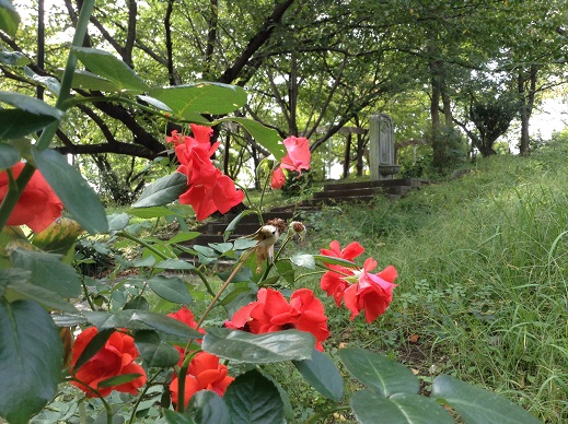 鶴見緑地の寂しいバラ