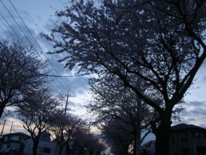 家の前の桜並木