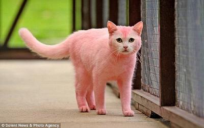 ピンク猫１