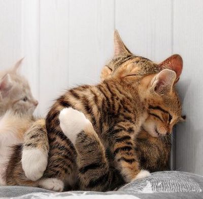 子猫抱き枕
