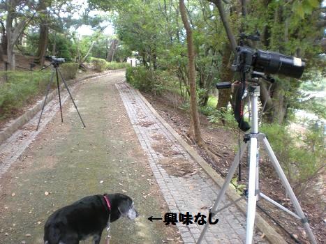 野鳥撮影カメラ