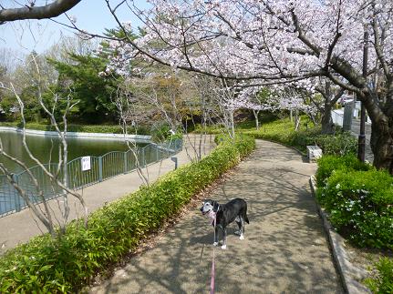 池の公園の桜も満開♪