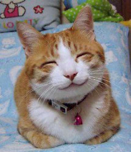 so happy smiling cat