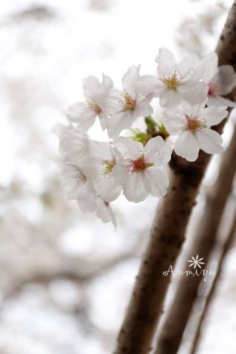 桜*. .・゜゜✲