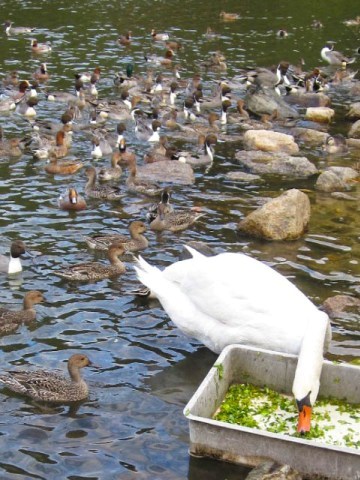 『深山公園』の鴨たち