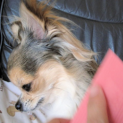 KESSI(ケッシー) 犬用ラバーブラシ