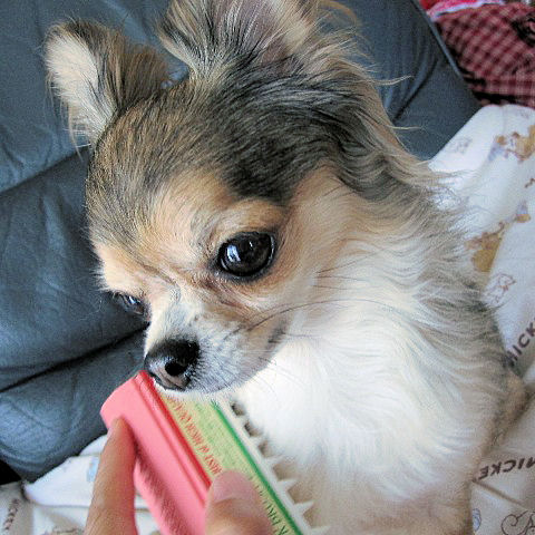 KESSI(ケッシー) 犬用ラバーブラシ