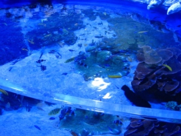 aquarium03.jpg