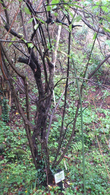 井澤敏ブログ 薬草のおはなしと私の思想 グミの木でお箸づくり