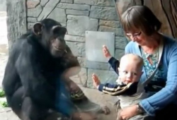 チンパンジーは人間の赤ちゃんがおキライ？