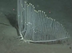 水深3300メートルの深海で発見された「ハープ型海綿生物」