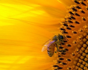 ひまわりのハチ