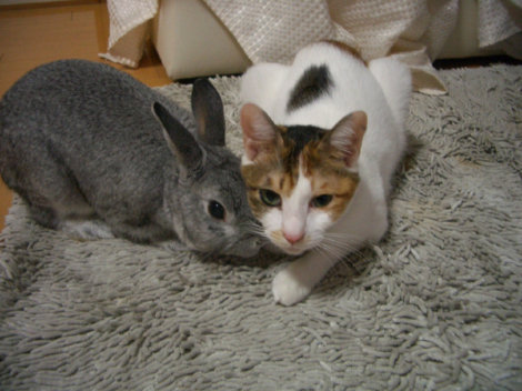 猫とウサギが仲良く暮らせるようになったワケ 猫とウサギ