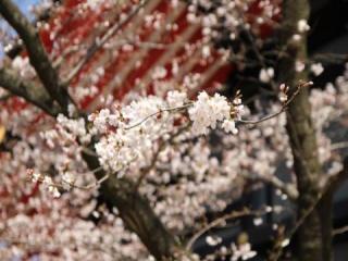 高幡桜まつり