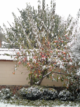 雪の柿