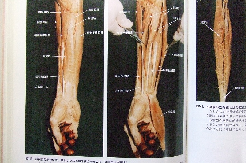 骨格筋の形と触察法-