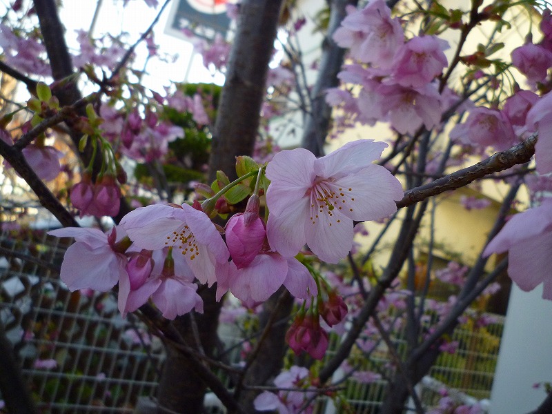 カワズ桜91 (5)