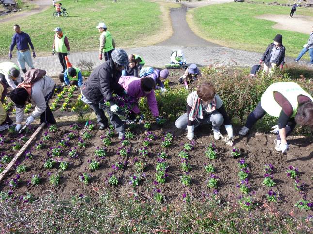 花プロジェクト　名城公園「花の山」にパンジーなどの花苗を植えました005