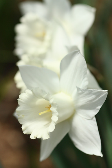 100322_Narcissus_white.jpg