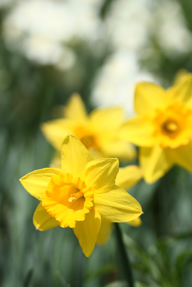 100322_Narcissus_yellow.jpg