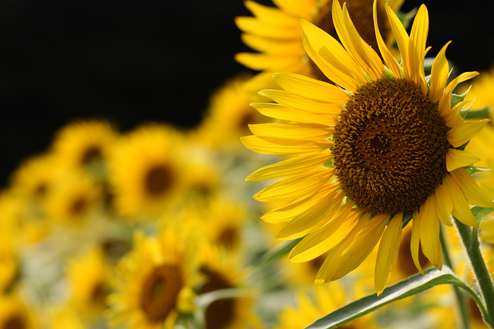 100815_Sunflower.jpg