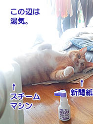 仙台の猫・ゆず丸