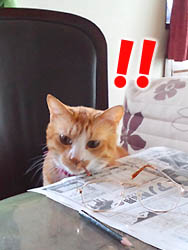 新聞を読む猫