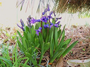 ヒアシンス　青色　花