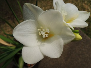 フリージア　白色　開花　（２）