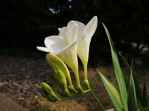 フリージア　白色　開花　（１）