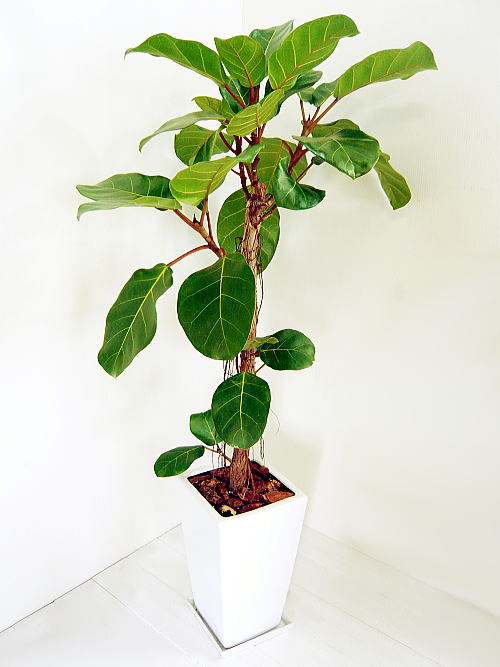 観葉植物の管理 種類と育て方 フィカス アフリカンプリンス