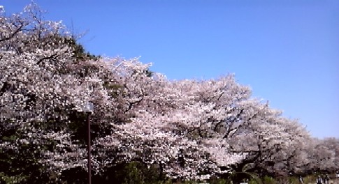 神代桜2012