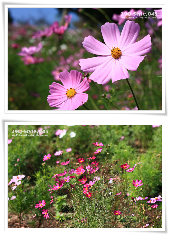 国営昭和記念公園：花の丘コスモス