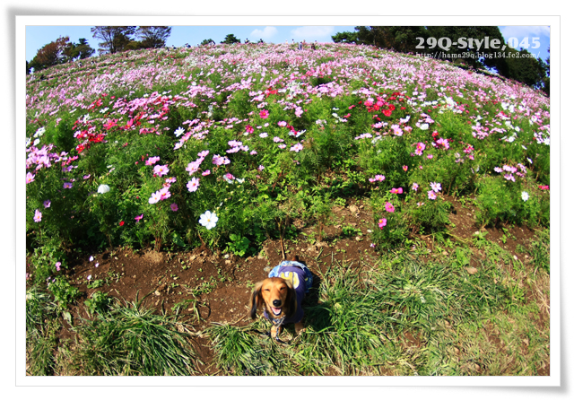 国営昭和記念公園：花の丘コスモス