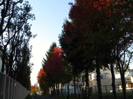 近所の紅葉（2014年10月18日）11