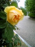 黄色薔薇2‏