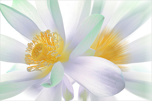 lotus flower45