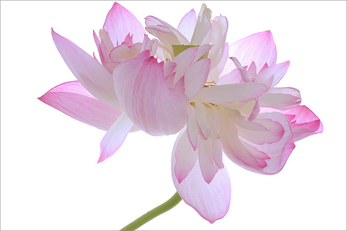 lotus flower46