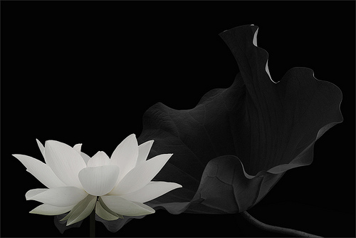 lotus flower47