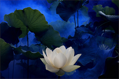 lotus flower48