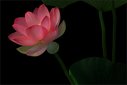 lotus flower50