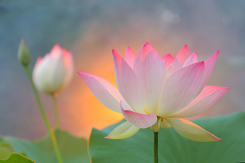 lotus flower52