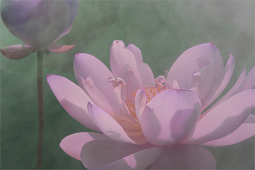 lotus flower53
