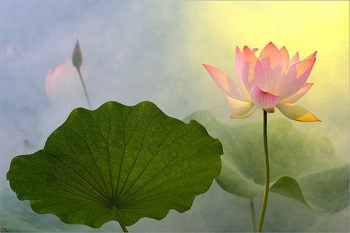 lotus flower54