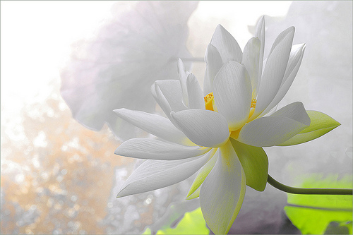 lotus flower55